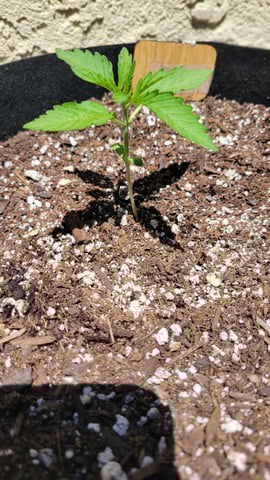 purple Kush, and Extra Large Kush — seedling_rooting, day 5