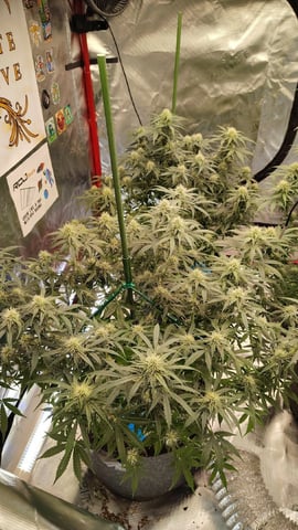 Beans For Days run — flower, day 68