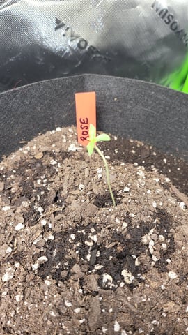 First attempt at planting some seeds — seedling_rooting, day 21