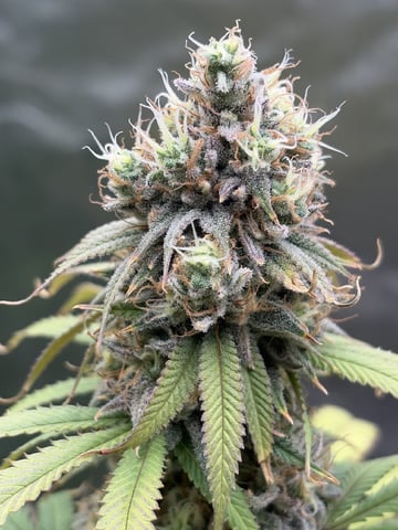 Humboldt, Hella Jelly. Jelly Donut  — flower, day 97