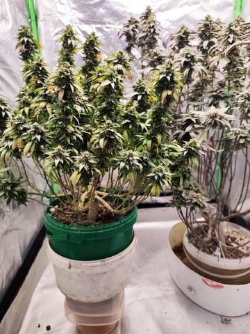 b45 and White widow  — flower, day 2