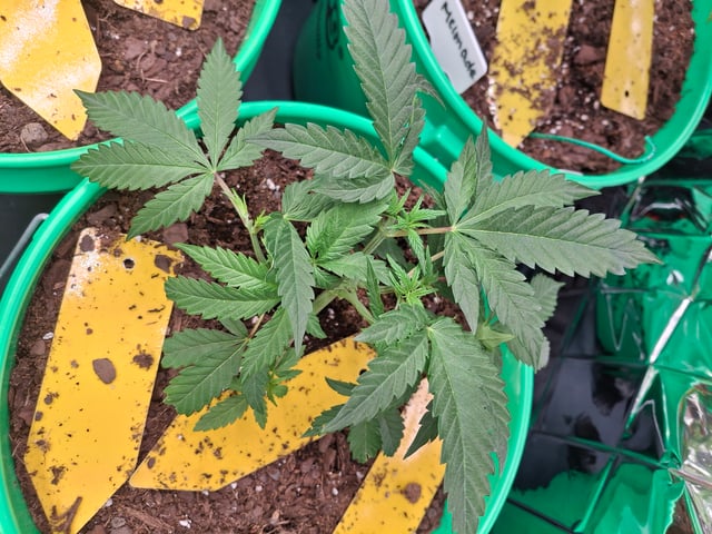 Lets start from the beginning — seedling_rooting, day 32