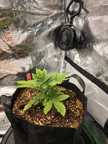 Sapphyre & Rockslide — flower, day 53