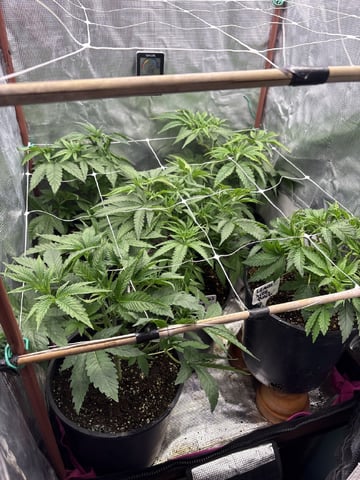 first grow in new 2x2 — vegetative, day 54