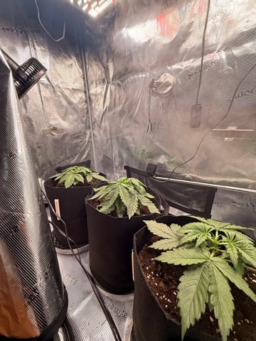First grow — vegetative, day 9