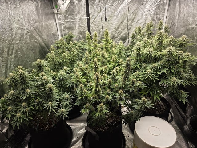 Autos — flower, day 67