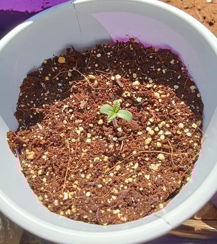 Second grow(Photoperiod) — seedling_rooting, day 6