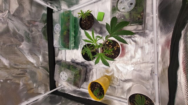 2x2x4 — vegetative, day 31