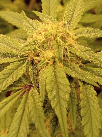 Blueberry critical kush x purple peyote wifi  and one L.a kush cake . — vegetative, day 23