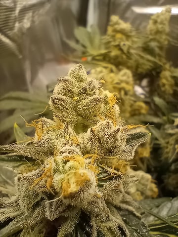 Wizard Punch first grow  — flower, day 104