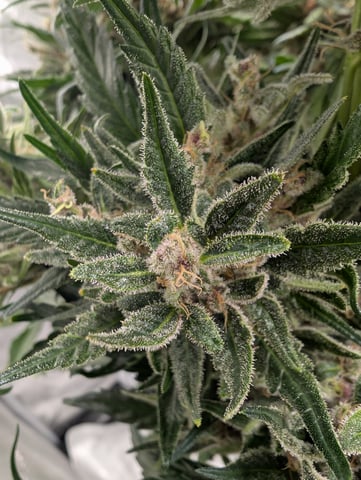 flipped to flower — flower, day 53