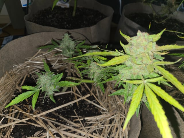 Outdoor Auto's (First Set)