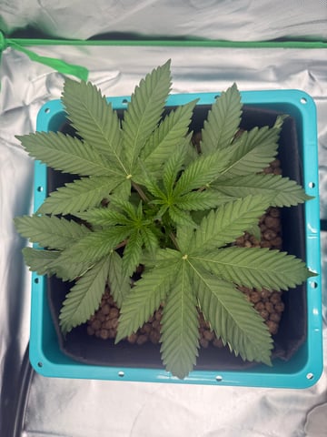  Hydro  1st run — vegetative, day 7