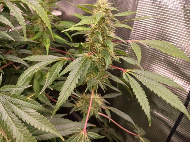 9lbhammer feminized  — harvest, day 79