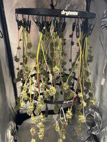 grow 3 — flower, day 53