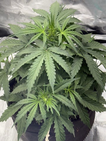 Indoor — vegetative, day 30