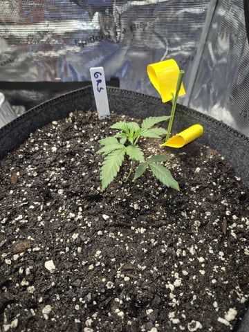 Grow 1 2026 Gelato Rainbow Sherbert  — vegetative, day 7