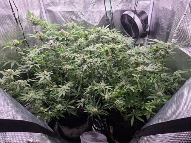 Blue Dream Feminized  — flower, day 129