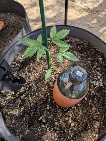 October Start — vegetative, day 30