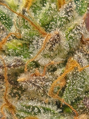 First Grow — flower, day 124