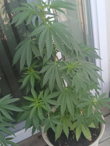 Vegetative  — vegetative, day 80