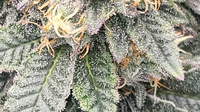 1st grow indoors(cardboard box to 2x2x4 to 5x5x6) — flower, day 129