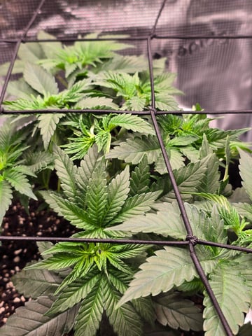 Northern lights #10 (Alaska) — vegetative, day 26