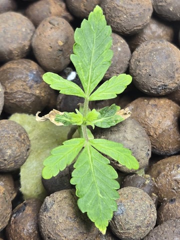 STELLA — seedling_rooting, day 31