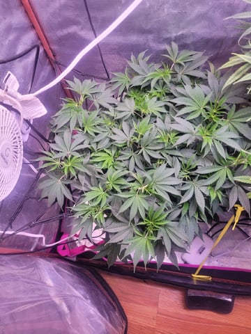 6th Grow