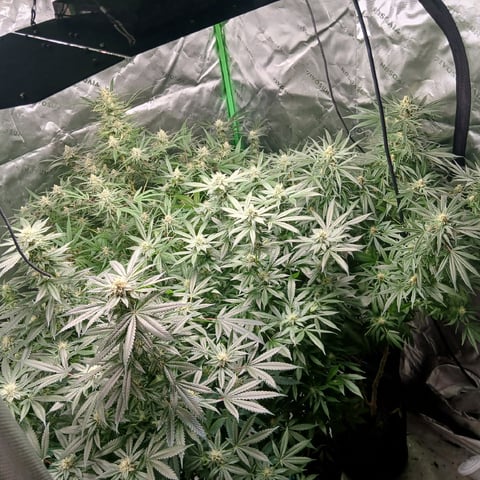 run #3 — flower, day 75