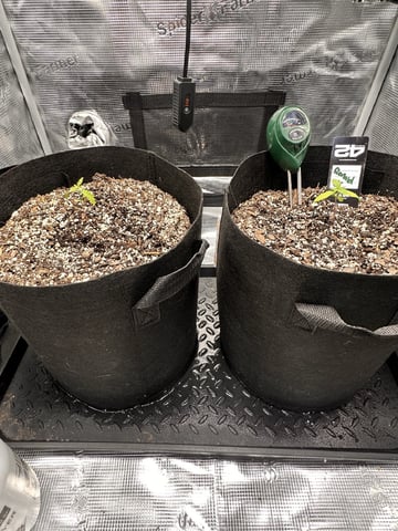Gorilla Cookies — 1st Grow — vegetative, day 19