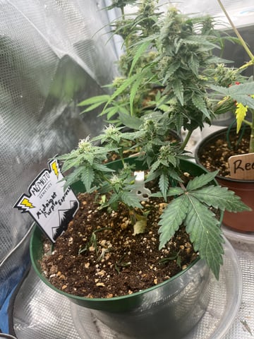 Mephistos Auto  — flower, day 52