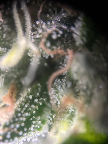 2026 harvest  — flower, day 32
