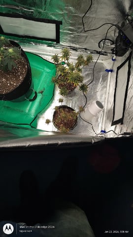 Grow Budz — vegetative, day 53