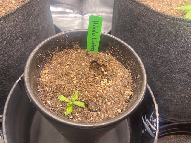 Auto Run #1 2025-2026 — vegetative, day 31