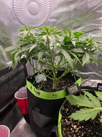 blue dream auto — flower, day 33
