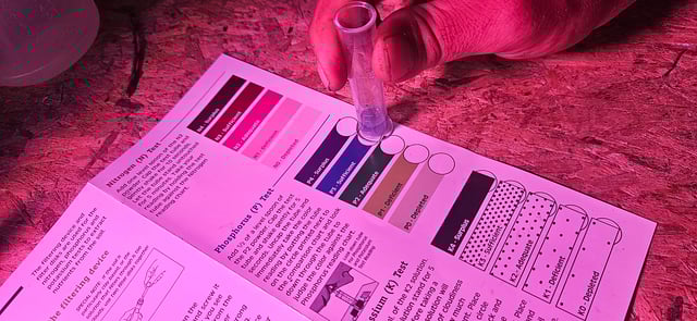 blue dream first grow  — seedling_rooting, day 1