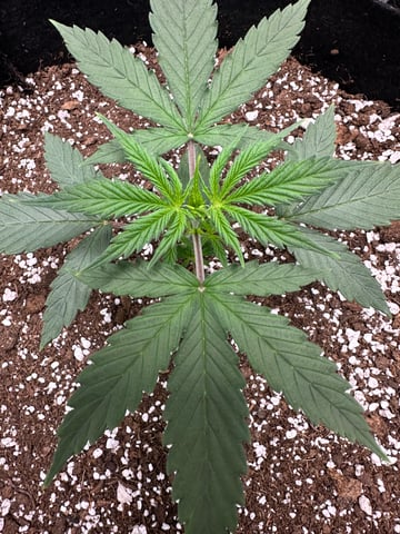 Pine (Auto) 2025 - 0 — vegetative, day 25