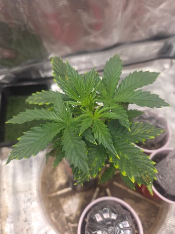 Experiment Time — vegetative, day 24