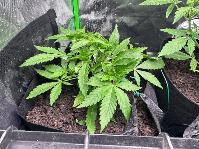runts — vegetative, day 30