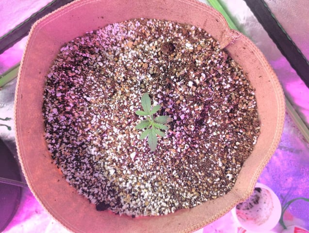 2025-26 — seedling_rooting, day 5