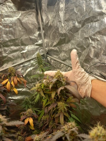 ( Guava Dawg × Sour Tangie ) F2 — flower, day 36