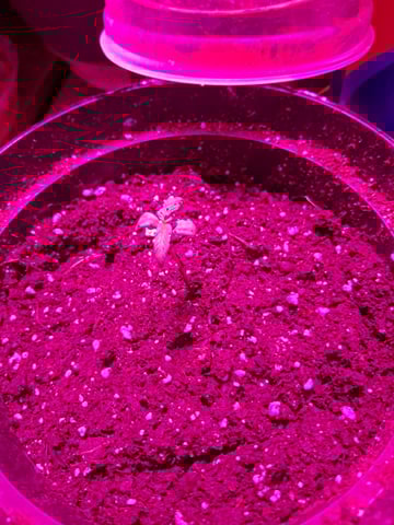 Banana  — vegetative, day 14