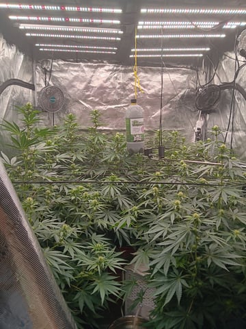 Master Kush — flower, day 90