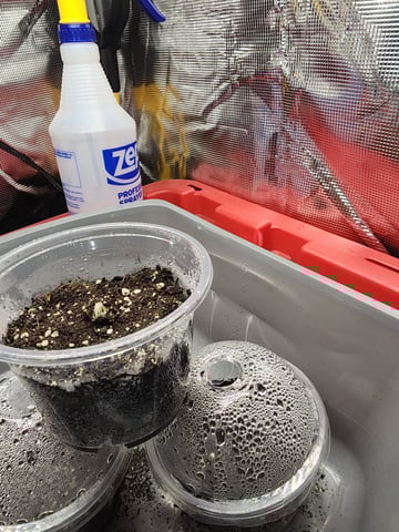 HE1E we GROW  — germination, day 25