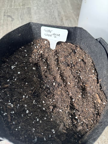 SSH and BD — germination, day 1