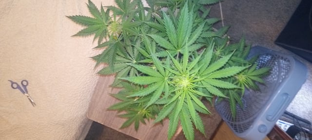 frst grow tent grow — vegetative, day 44