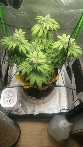 Critical Purple Kush