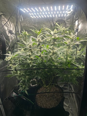 2nd Run — flower, day 122