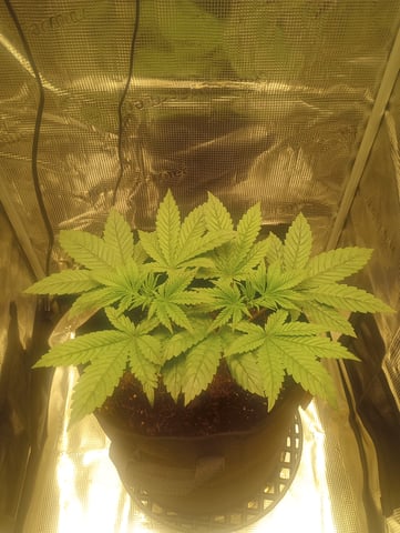 cheddar cheese  — vegetative, day 20